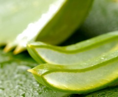 Gel di Aloe Vera: efficace elisir di salute